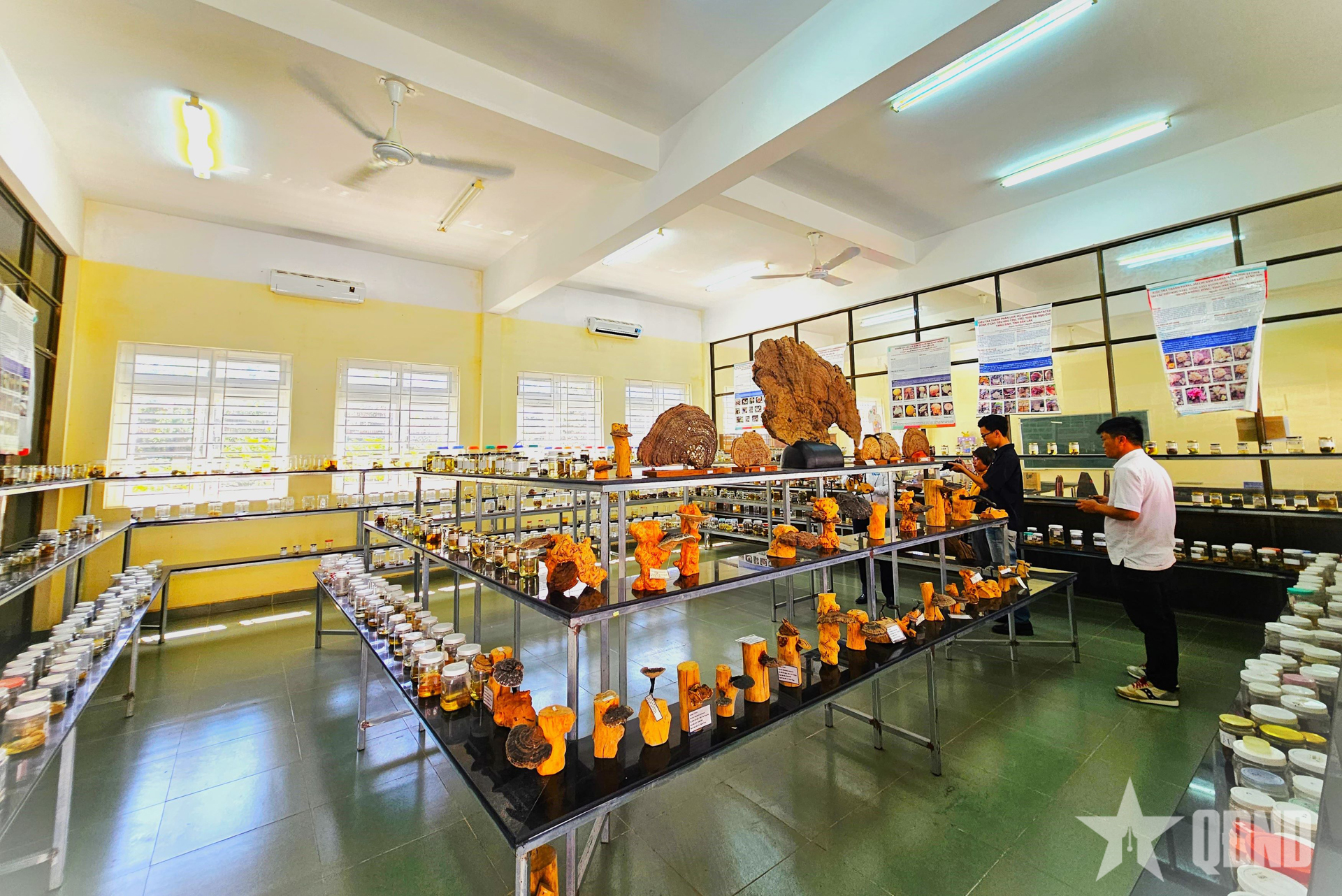 “Bảo tàng nấm” độc nhất giữa đại ngàn